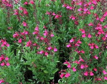 Pink Salvia Greggi Live 1 Gallon Plant