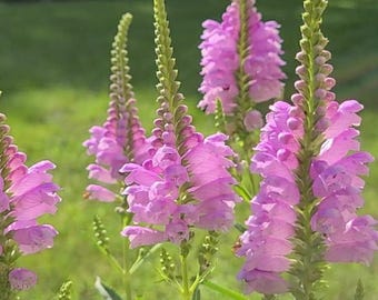 Fall Obedient Plant Live 1 Gallon