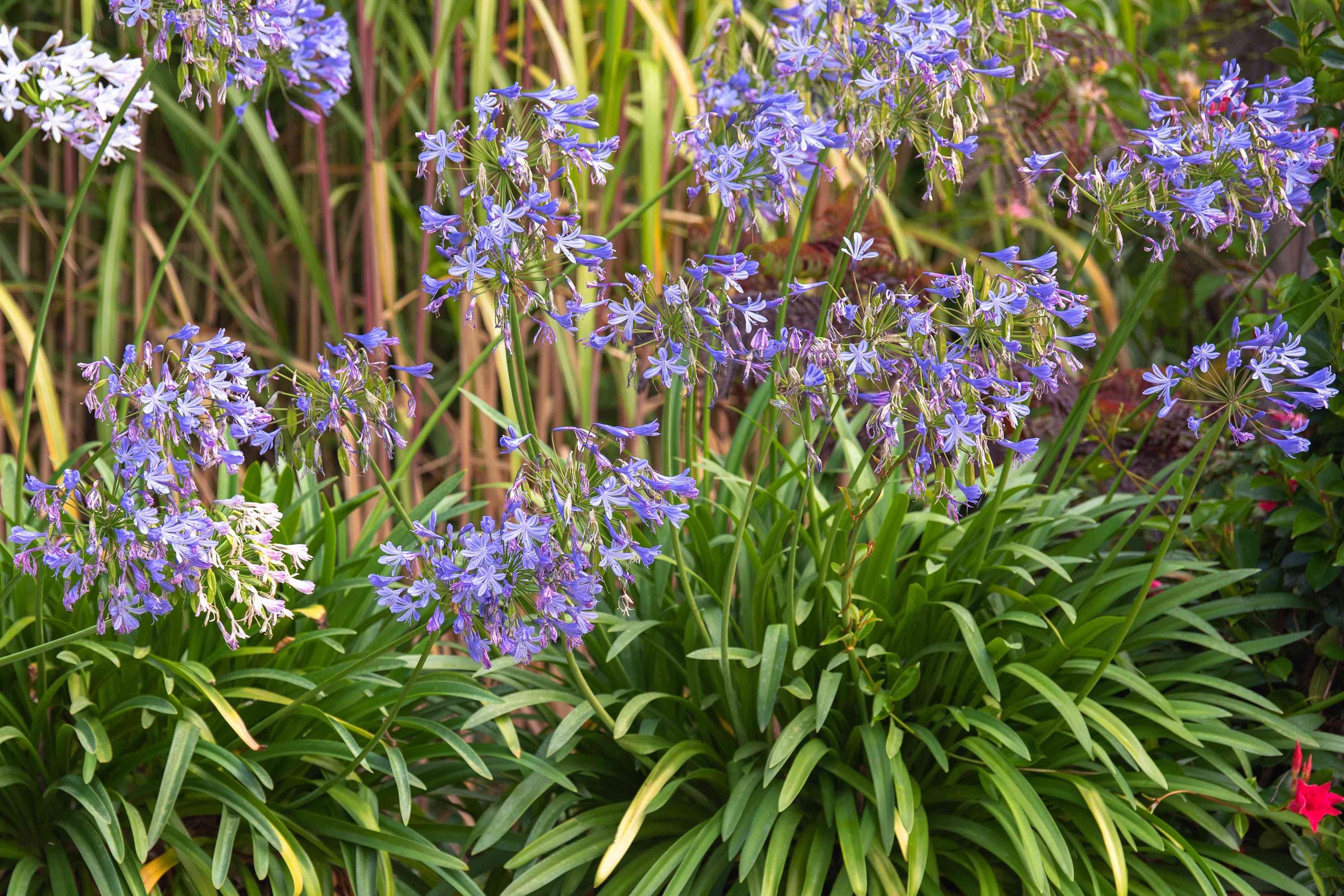『ユイカ』 1st LIVE「Agapanthus」 Agapanthus Lily of the Nile Live 1 Gallon Plant - Etsy
