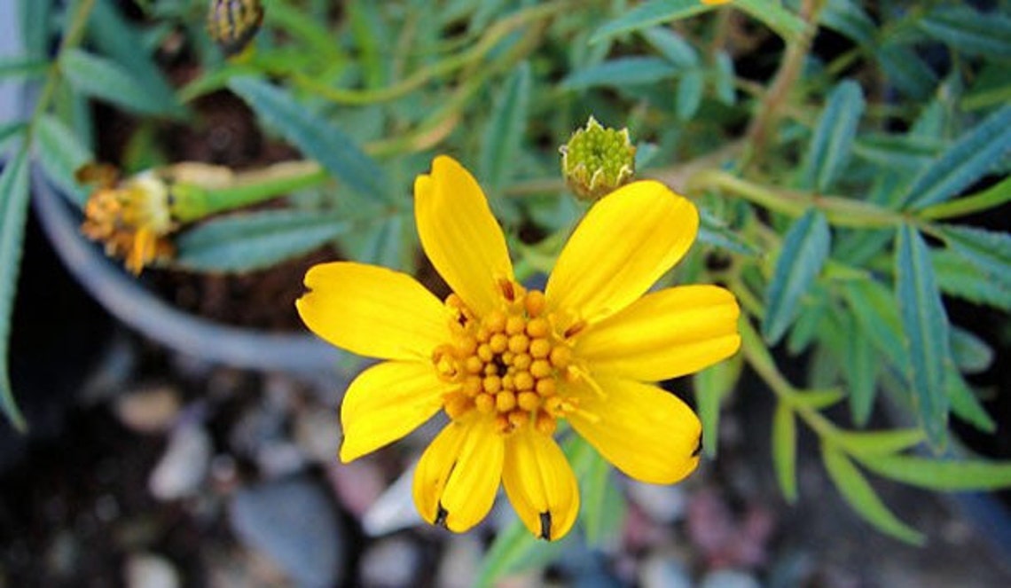 Copper Canyon Daisy Live 1 Gallon Plant Etsy