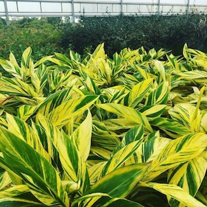 May include: A close-up of a group of variegated ginger plants with green and yellow striped leaves.