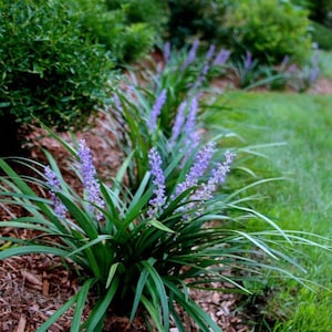 Liriope Muscari ‘Big Blue’ Live Plant 1 Gallon