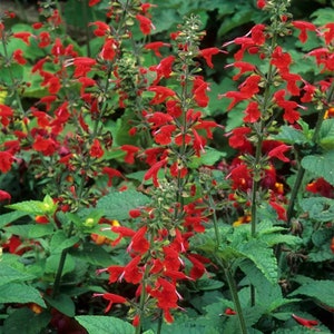 Scarlet Sage 1 Gal live Plant Salvia coccinea