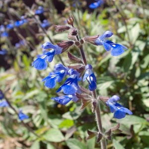 Bicolor Sage Live 1 Gallon Plant