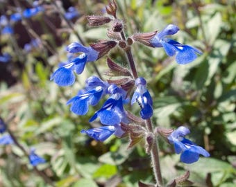 Bicolor Sage Live 1 Gallon Plant