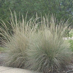 Big Muhly Grass 1 Gallon Live Plant