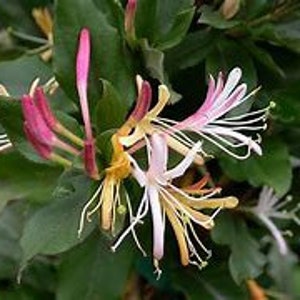 Purple Honeysuckle Live 1 Gallon Plant