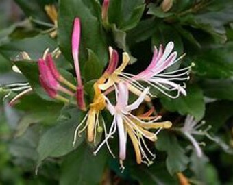 Purple Honeysuckle Live 1 Gallon Plant