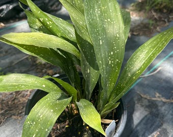 Aspidistra, Cast Iron Plant, Milky Way, Live 1 Gallon Plant