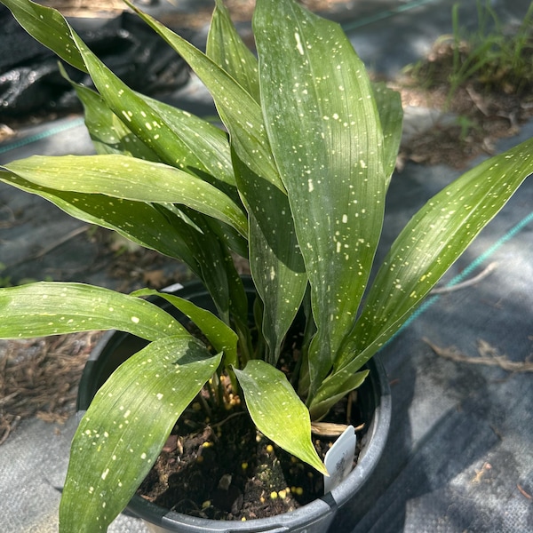 Aspidistra, Cast Iron Plant, Milky Way, Live 1 Gallon Plant