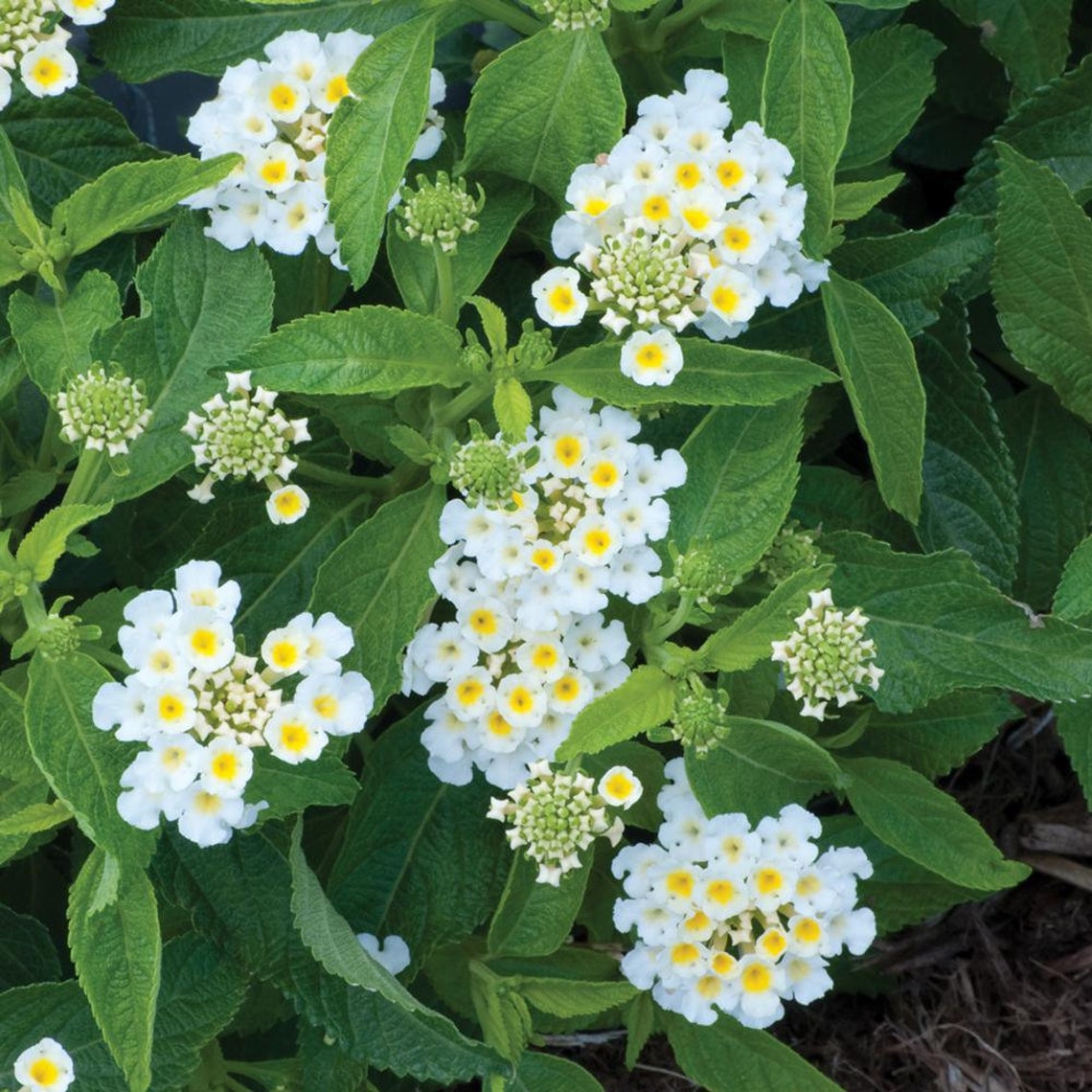 White Trailing Lantana 1 Gallon Live Plant Etsy