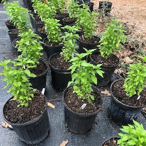 May include: A close-up view of a row of potted plants with green leaves. The plants are in black plastic pots and are arranged in a row on a black fabric ground cover.