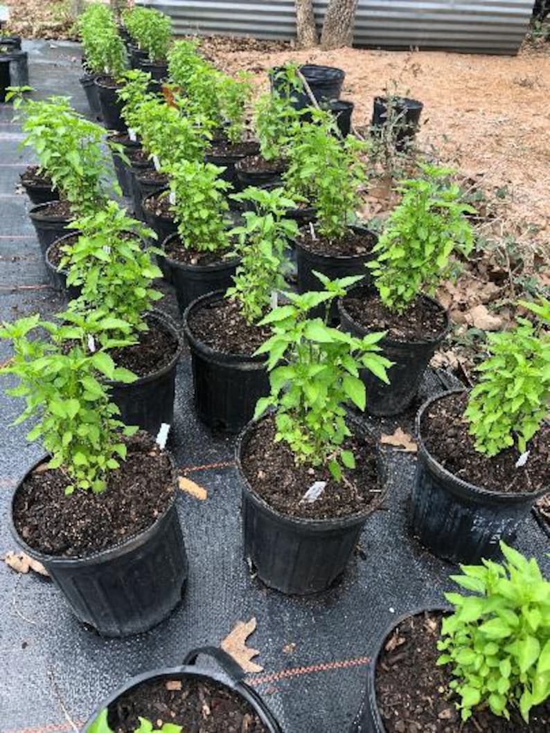 May include: A close-up view of a row of potted plants with green leaves. The plants are in black plastic pots and are arranged in a row on a black fabric ground cover.