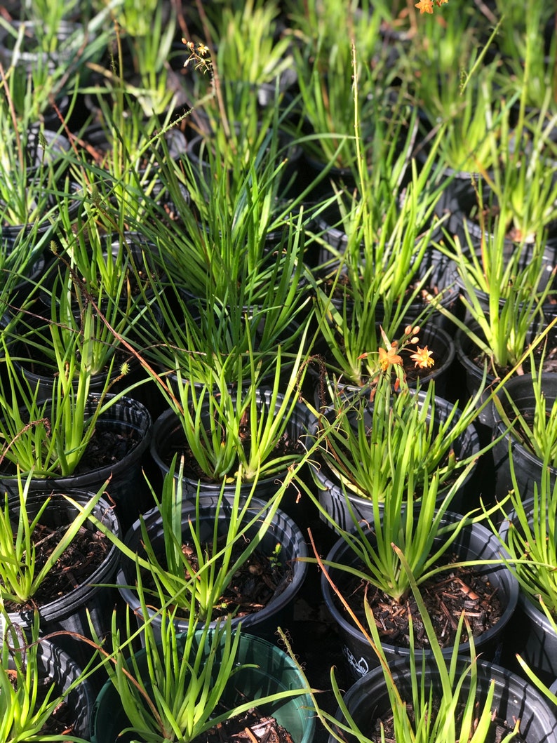 Live Orange Bulbine Plant 1 Gal size image 4