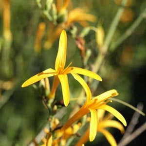 Flame Acanthus 'Benny's Gold' Live 1 Gallon Plant