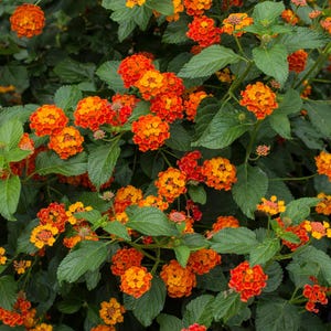 Dallas Red Lantana Live 1 Gallon Plant