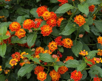 Dallas Red Lantana Live 1 Gallon Plant