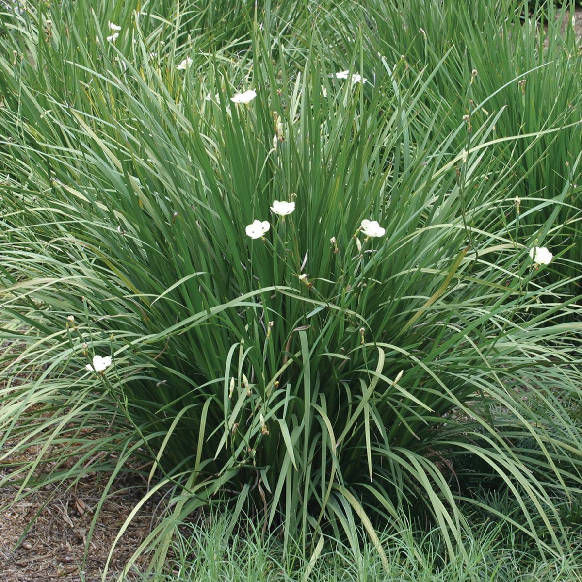 Yellow Iris Dietes Bicolor 1 Gallon Plant