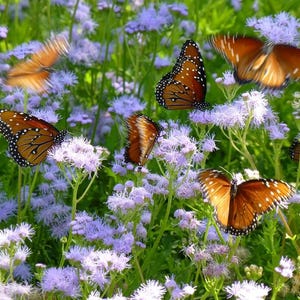 Mistflower Plant Fully Rooted 1 Gallon Butterfly Attractant
