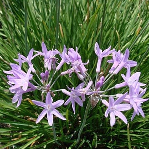 Society Garlic Plant Live 1 Gallon