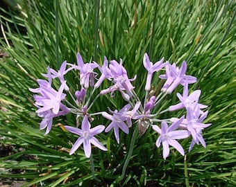 Society Garlic Plant Live 1 Gallon