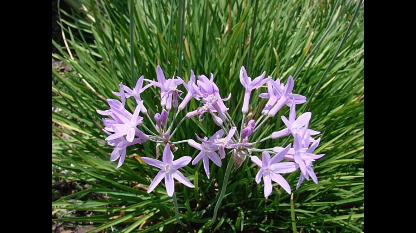 Society Garlic Plant Live 1 Gallon Etsy