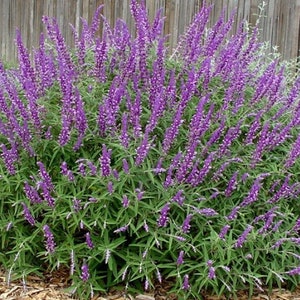 Mexican Bush Sage Live 1 Gallon Plant