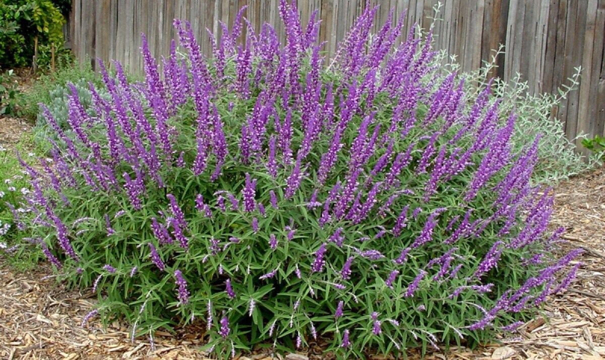Mexican Bush Sage Live 4 Inch Plant — MARS Gardens