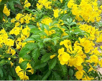 Esperanza 'Goldstar' Yellow Bells Live Plant 1 Gallon Tecoma stans