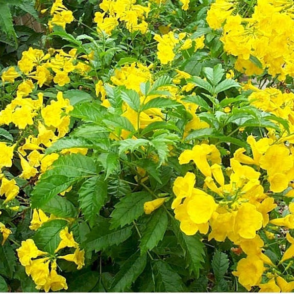 Esperanza 'Goldstar' Yellow Bells Live Plant 1 Gallon Tecoma stans