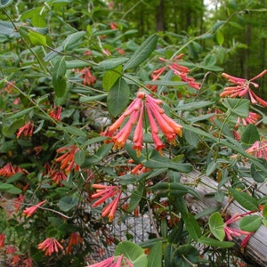 Puede incluir: Primer plano de una vid con racimos de flores en forma de trompeta de color rojo anaranjado brillante. La vid crece en una valla de madera.