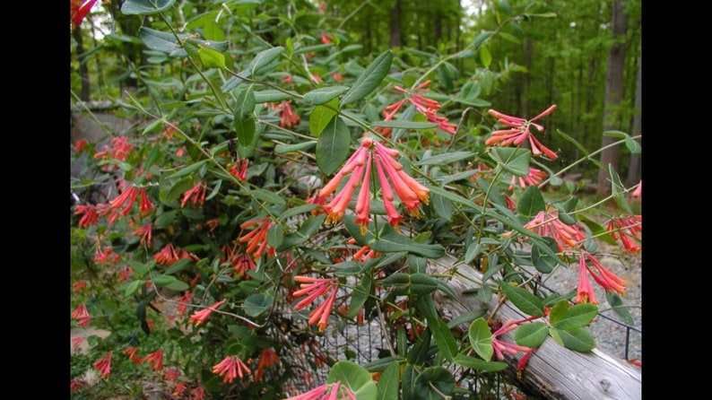 Coral Honeysuckle