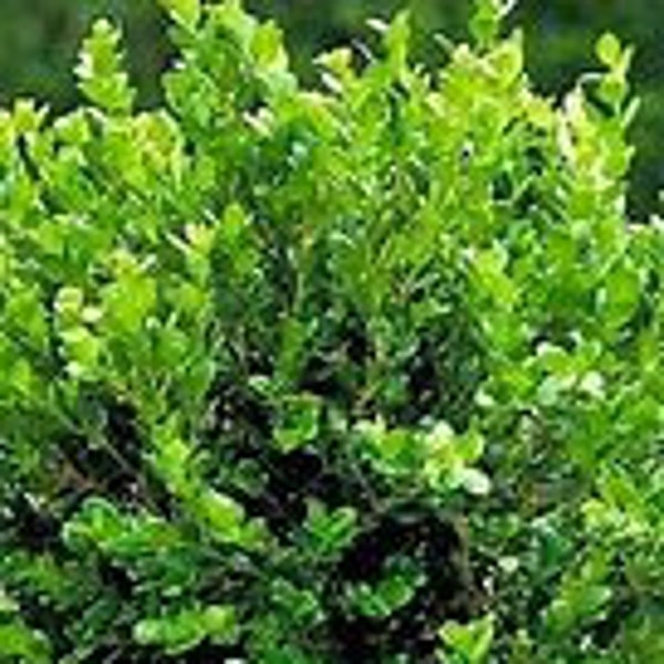 Boxwood - Etsy