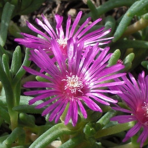 Hardy Ice Plant 1 Gallon Live Plant