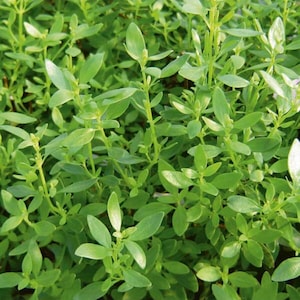 Puede incluir: Primer plano de una planta verde vibrante con hojas peque&ntilde;as y ovaladas. La planta tiene m&uacute;ltiples tallos y una apariencia densa y tupida. Las hojas son de un color verde brillante y saludable, lo que sugiere frescura y vitalidad.