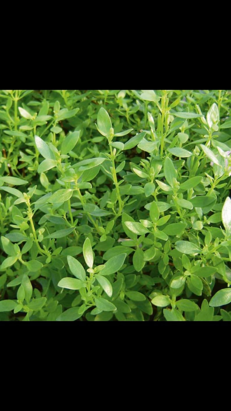 Puede incluir: Primer plano de una planta verde vibrante con hojas peque&ntilde;as y ovaladas. La planta tiene m&uacute;ltiples tallos y una apariencia densa y tupida. Las hojas son de un color verde brillante y saludable, lo que sugiere frescura y vitalidad.