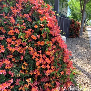 Tangerine Crossvine Live 1 Gallon Plant