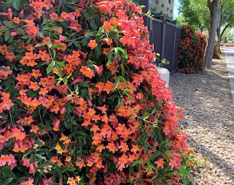 Tangerine Crossvine Live 1 Gallon Plant