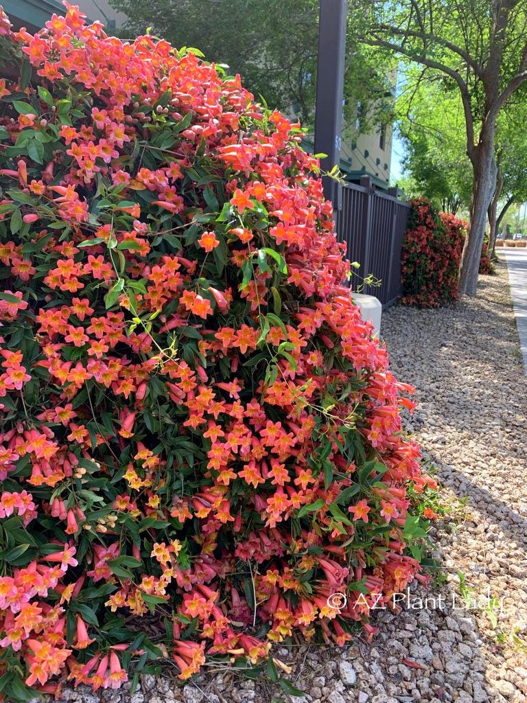 Tangerine Crossvine Live 1 Gallon Plant - Etsy