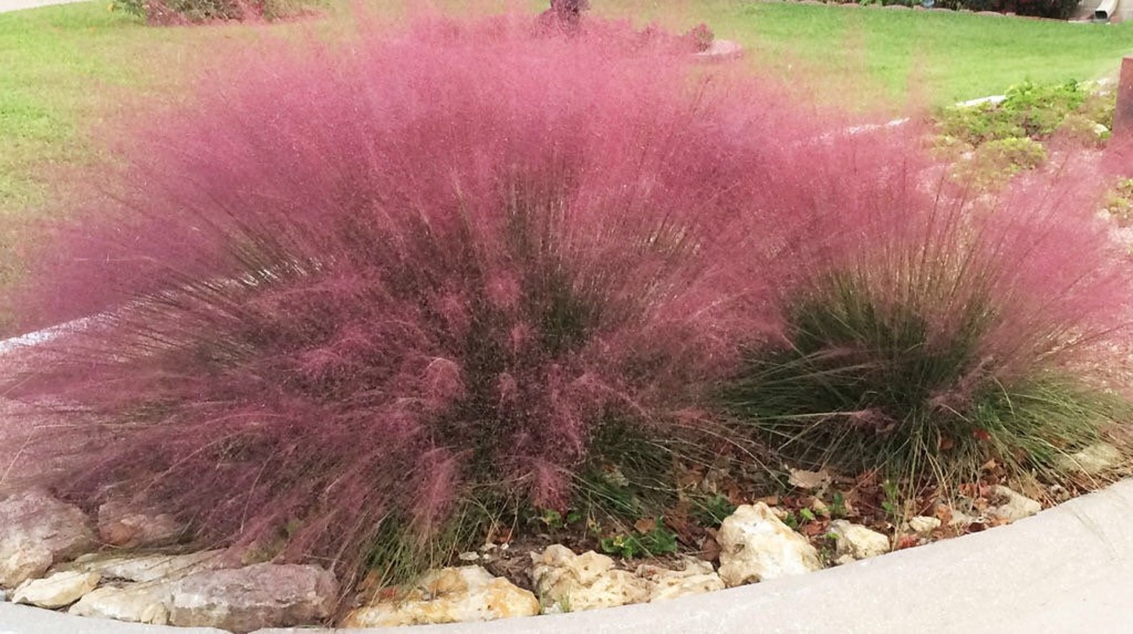 Pink Gulf Muhly Grass 1 Gallon Live Plant - Etsy