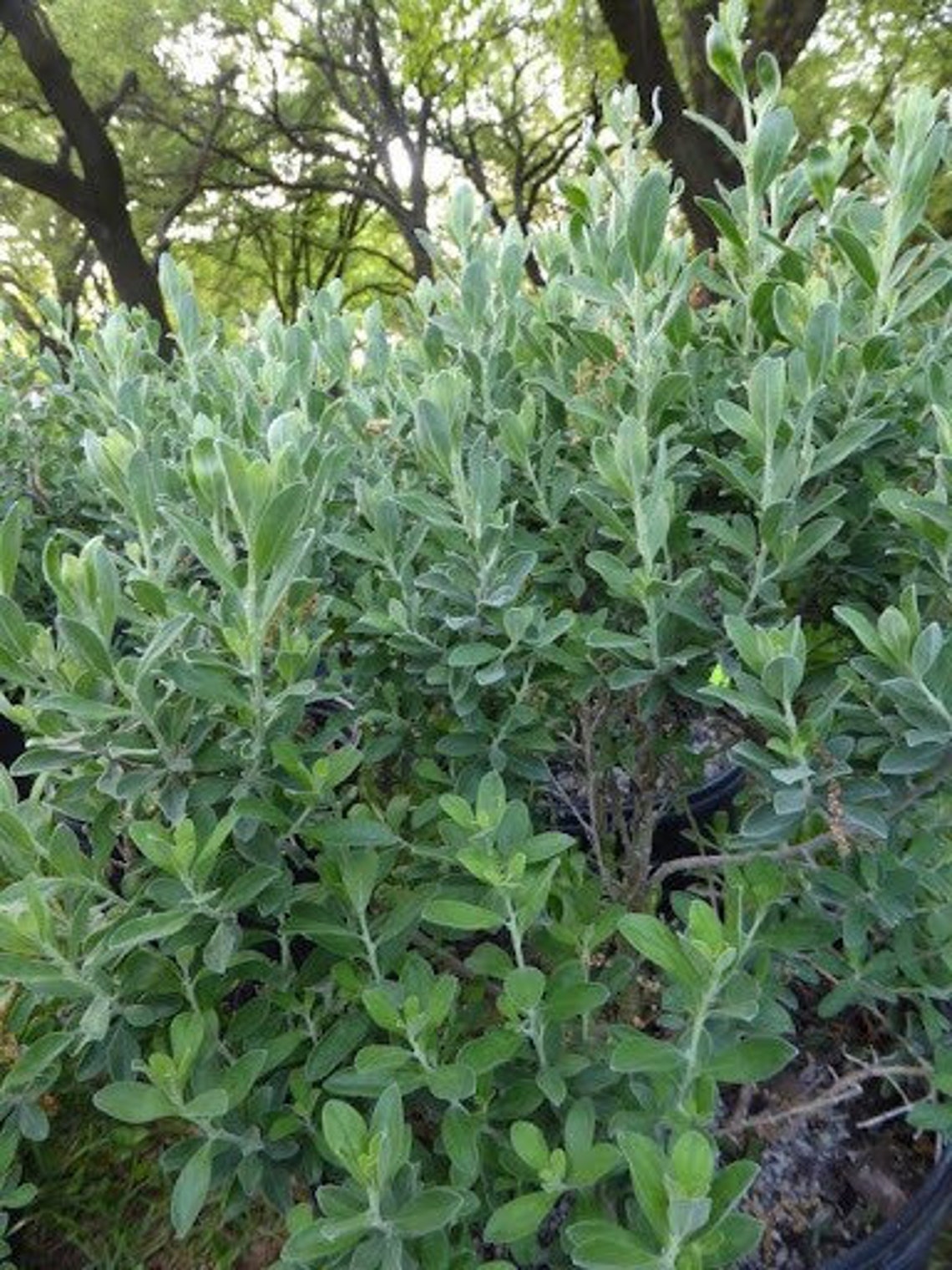 Texas greencloud Sage Live 1 Gallon Plant Etsy