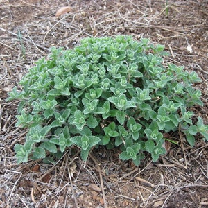 Catmint, Nepeta, Live 1 Gallon Plant