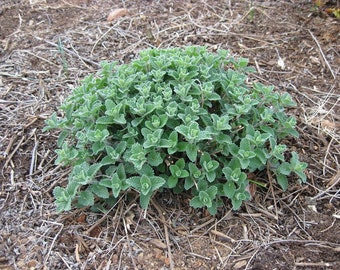 May include: A close-up of a green leafy plant growing in a bed of brown mulch.