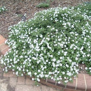 White Trailing Lantana 1 Gallon Live Plant