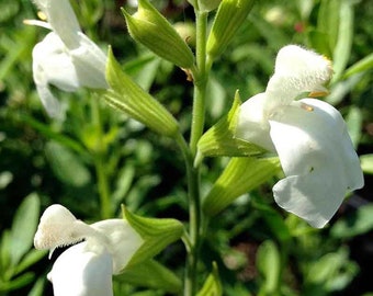 White Salvia greggi 1 Gallon Live Plant