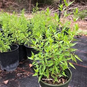 Anisacanthus quadrifidus Flame Acanthus Texas Native 1 Gallon Fully Rooted Plant