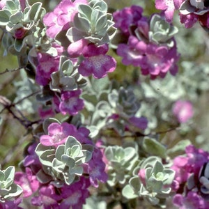 Texas ‘Greencloud’ Sage Live 1 Gallon Plant