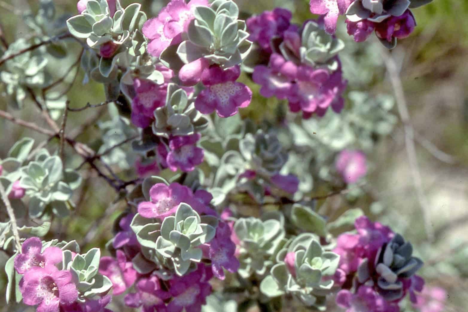 Texas ‘Greencloud’ Sage Live 1 Gallon Plant
