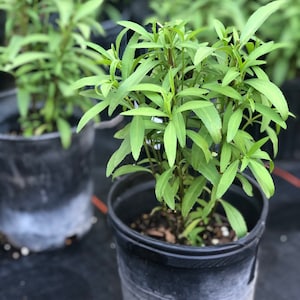 Mexican Mint Marigold 1 Gallon Live Plant