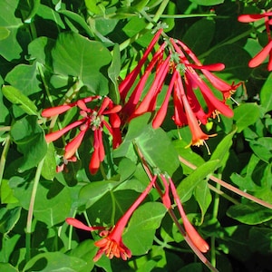 Coral Honeysuckle, Lonicera sempervirens, Live 1 Gallon Plant image 1